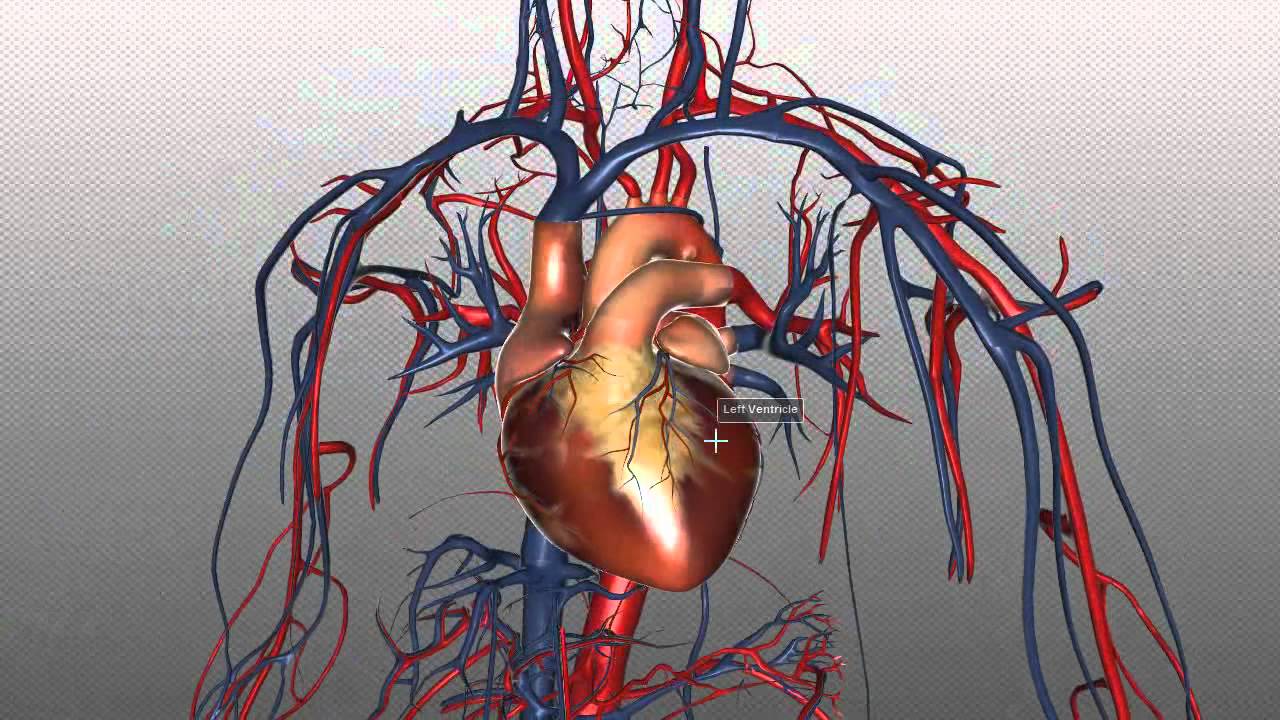 The Heart and Major Vessels - PART 1 - Anatomy Tutorial