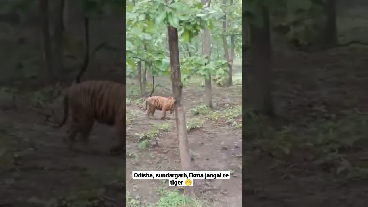 odisha, sundargarh, ekma jangal re tiger#video #