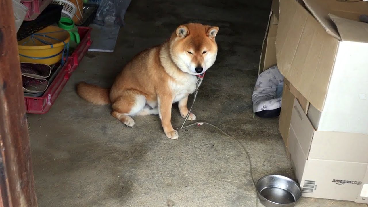 おやつの隠し場所に近付かれると挙動不審になる柴犬 Shibe behave suspiciously near the hiding place of dog treats.