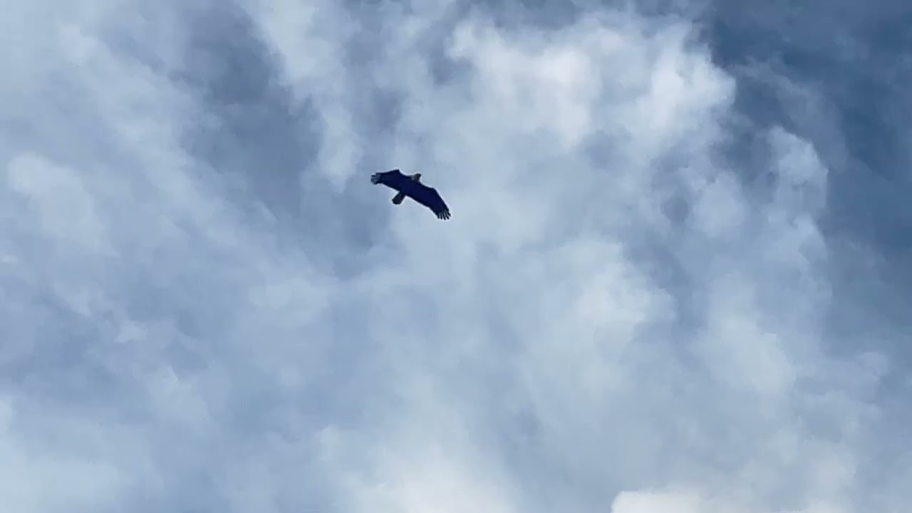 Bald eagle over the river below Ft Loudon Dam 