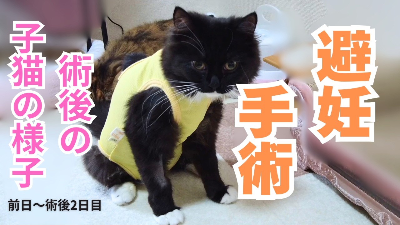 生後6か月の子猫、避妊手術をする。前日～術後2日目【サイベリアン】