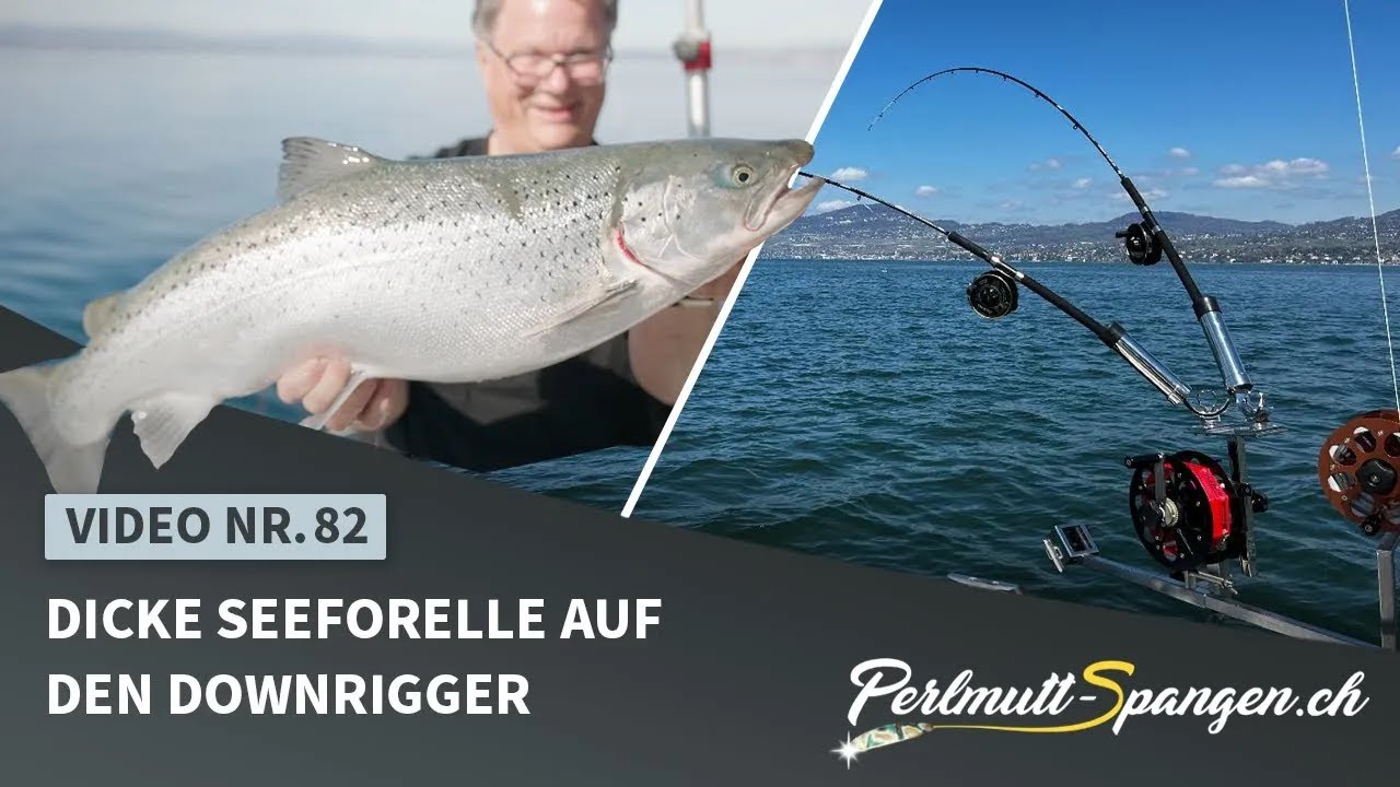Dicke Seeforelle auf den Downrigger