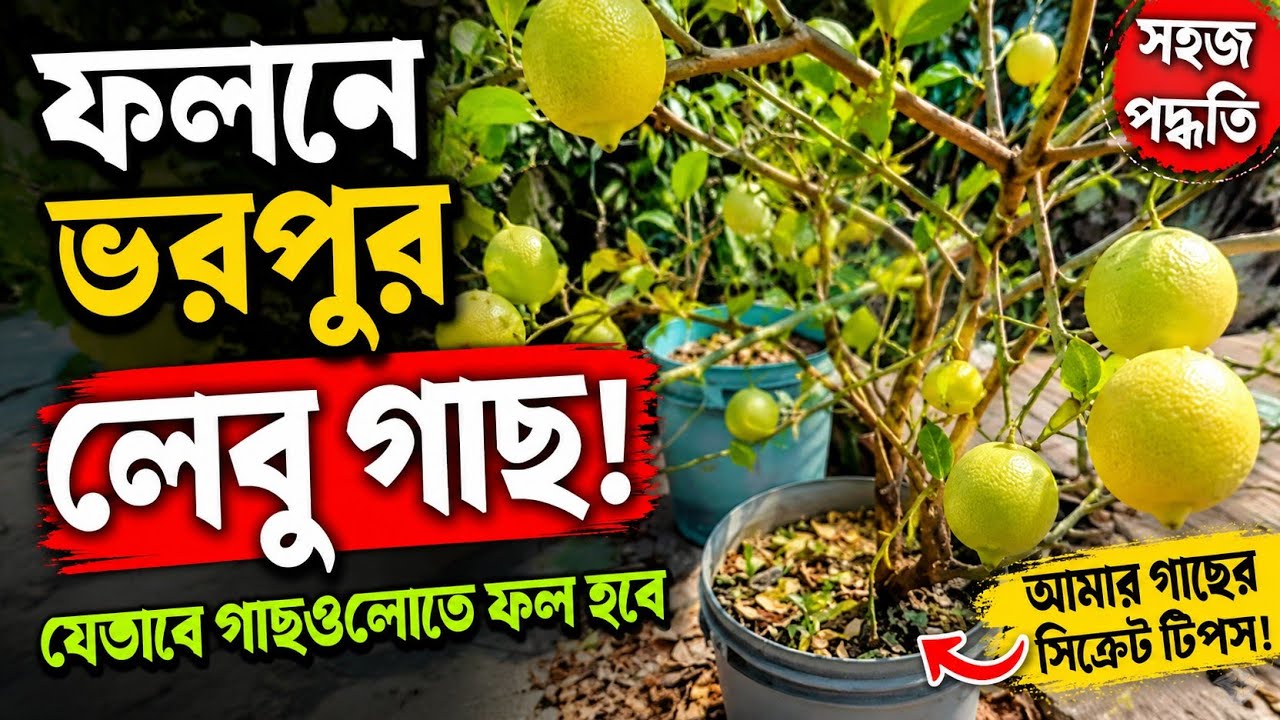 ফাল্গুনে বিকশিত কাঞ্চন ফুল। বারোমাসি যে গাছগুলোতে ফল হয়। ছাদ বাগানের আদর্শ ফল গাছ।একটি ফল গাছ লাগান