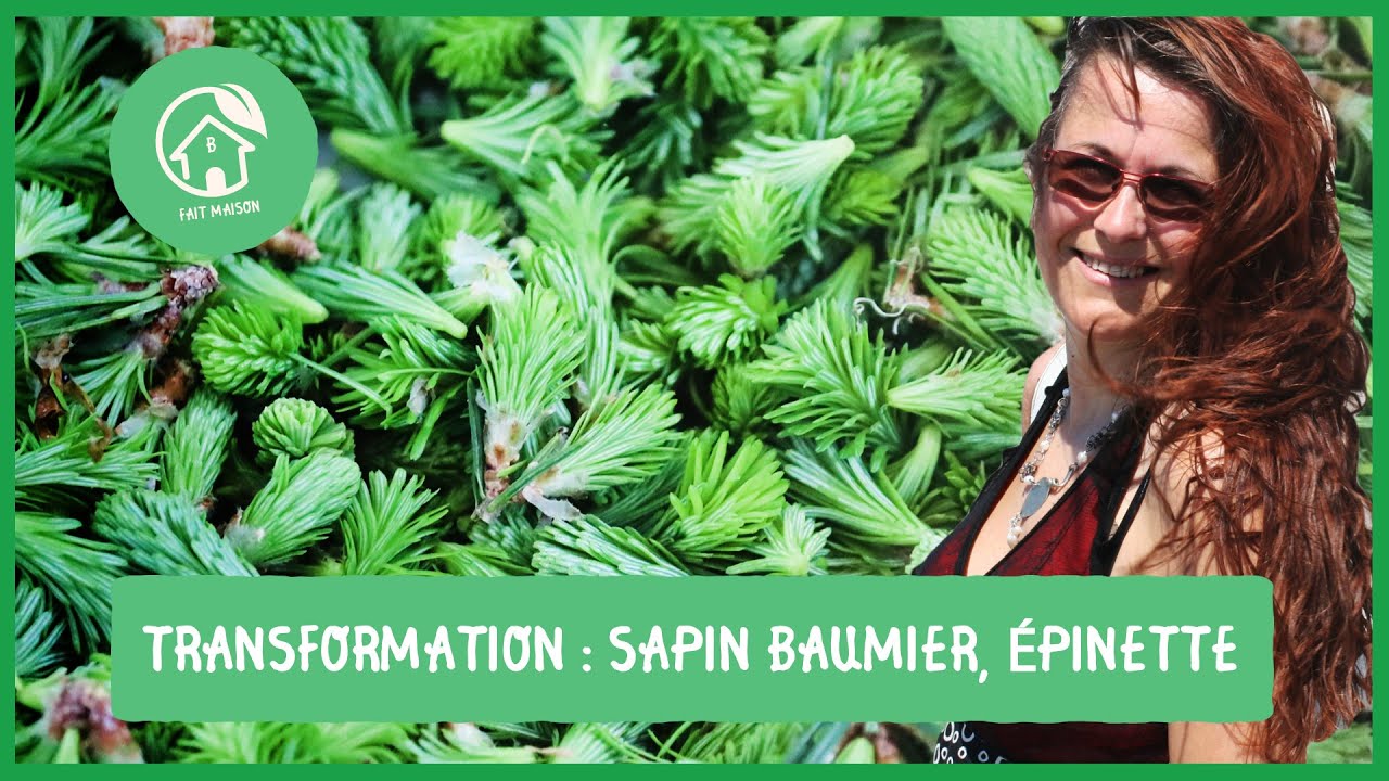 Sapin baumier et épinettes: transformations et productions de produits de terroir