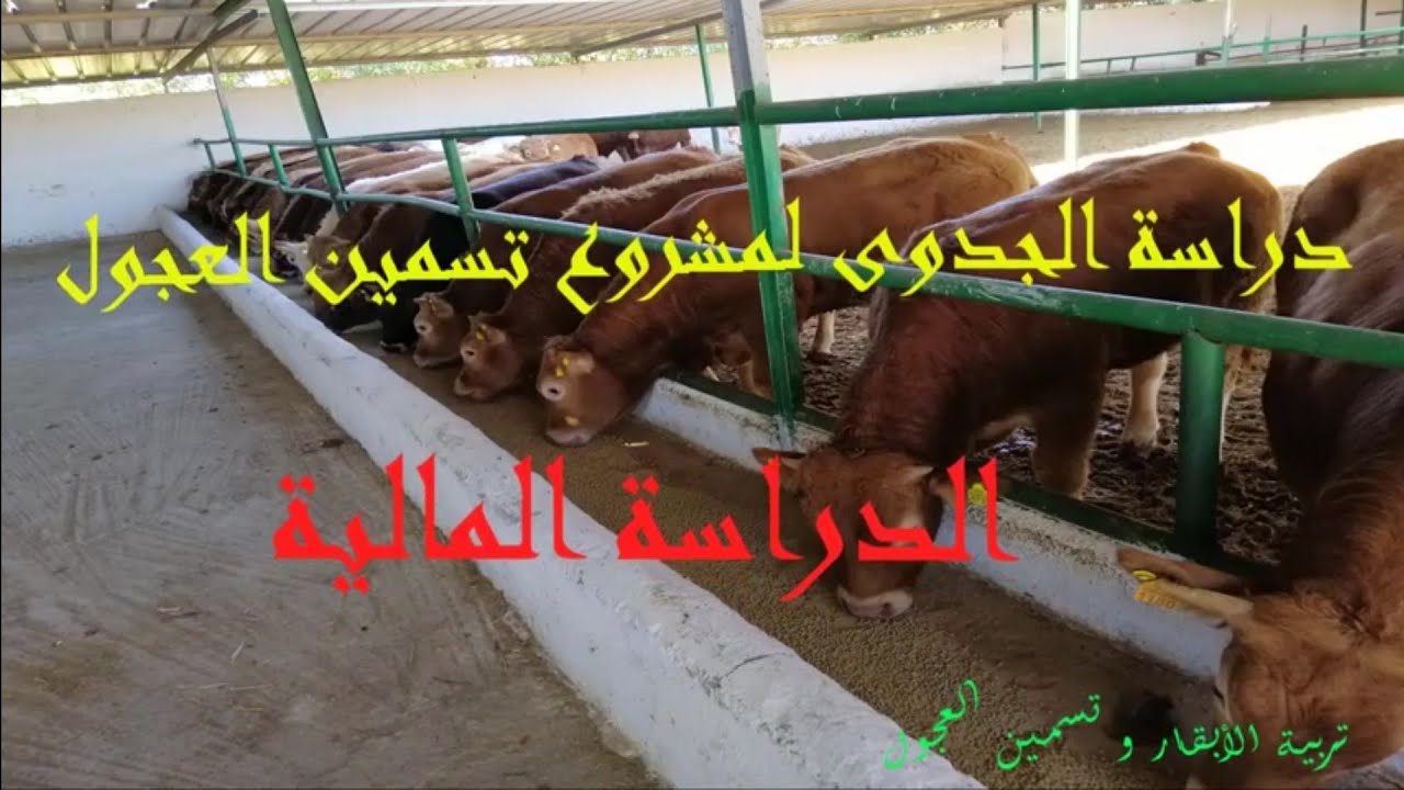 دراسة الجدوى 1 : لمشروع تسمين العجول (الدراسة المالية)