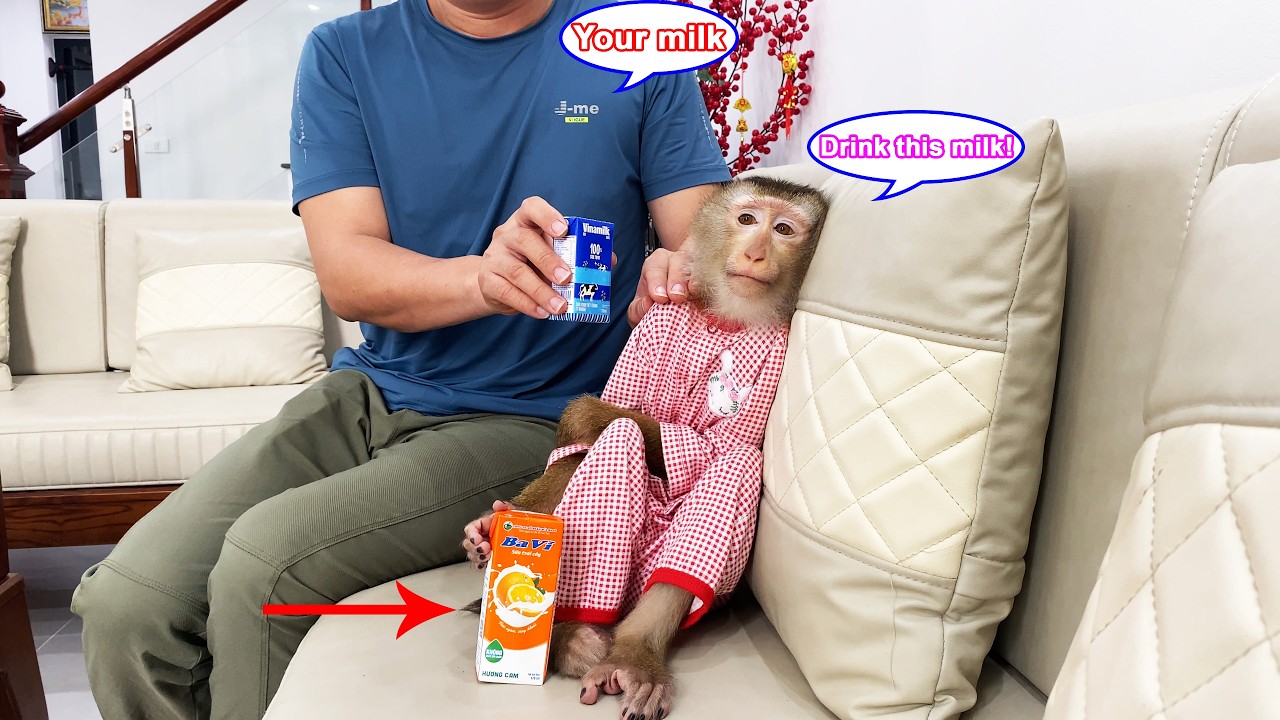 Monkey Lyly insisted on drinking cold milk despite the cameraman's attempts to stop her.