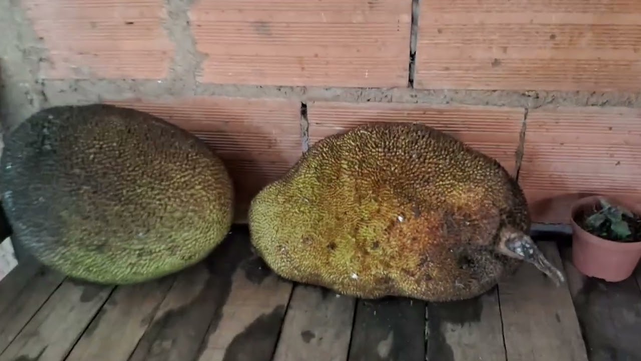 27 de fevereiro de 2026  Mostrando A Chácara Limpa 