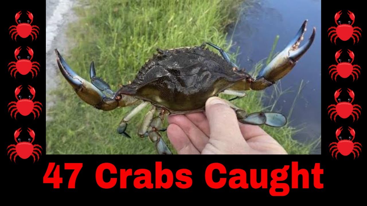 Great Day for Crabbing in Crystal River Florida We Caught 47 Crab
