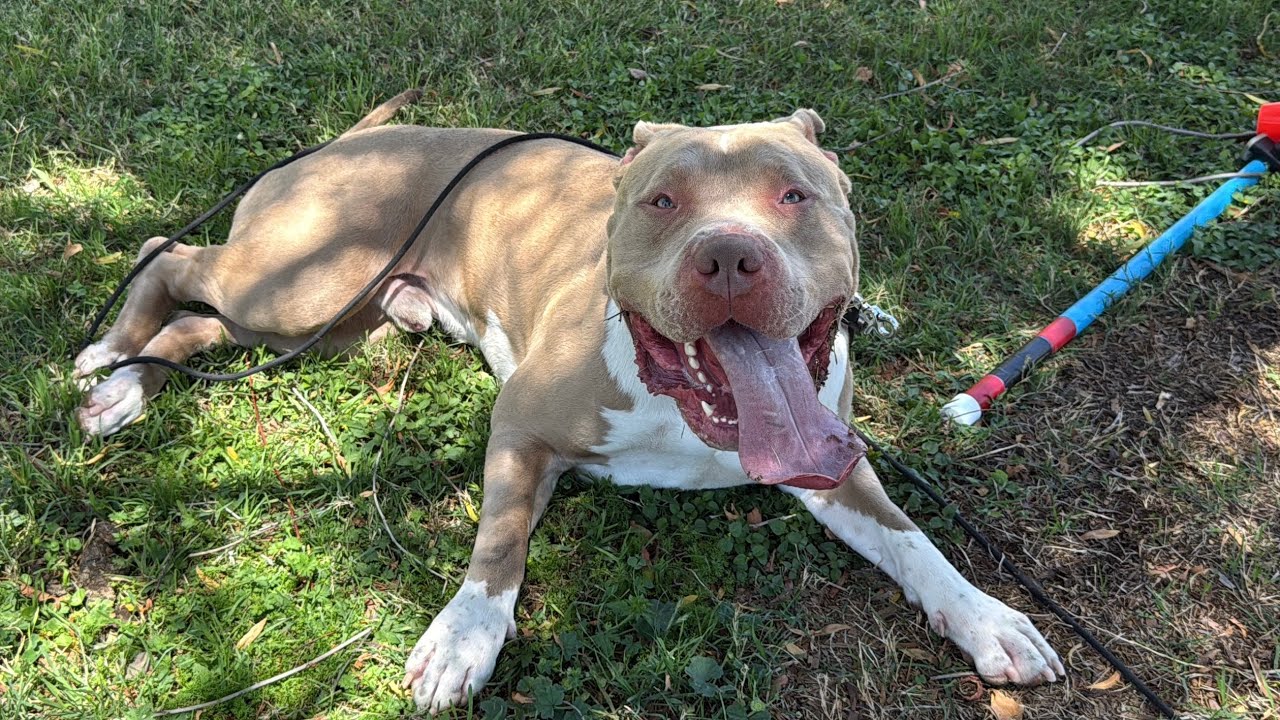 This Is What Real Dog Training Looks Like | XL Bully Rehab | Kash