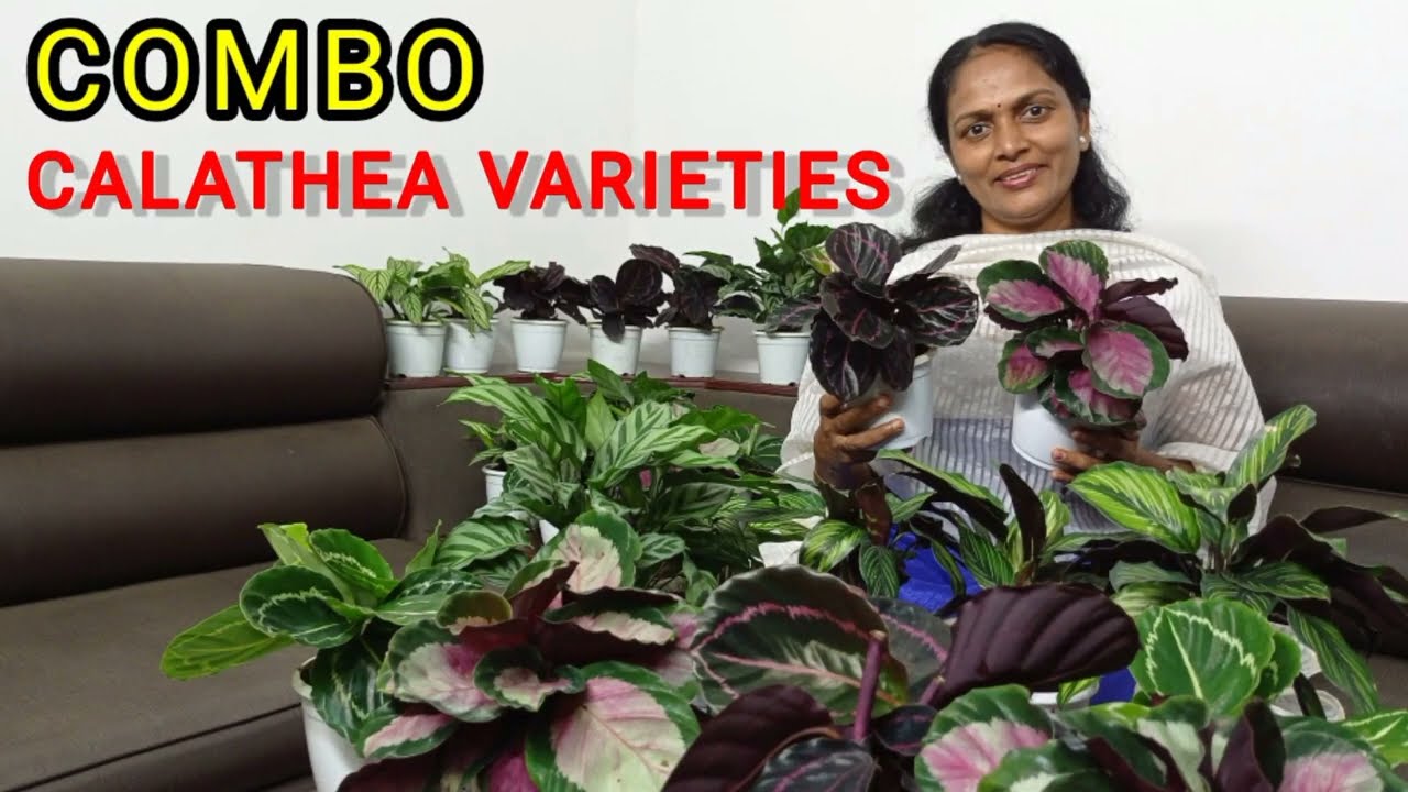 &Ccedil;ALATHEA/ &Ccedil;ALATHEA VARIETIES/COMBO OFFER/INDOOR PLANTS/ONLINE SALE/&Ccedil;ALATHEA COMBO/WHOLESALE RATE