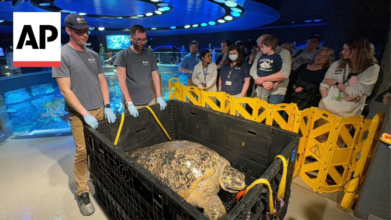 Sea turtle at Boston aquarium passes health check