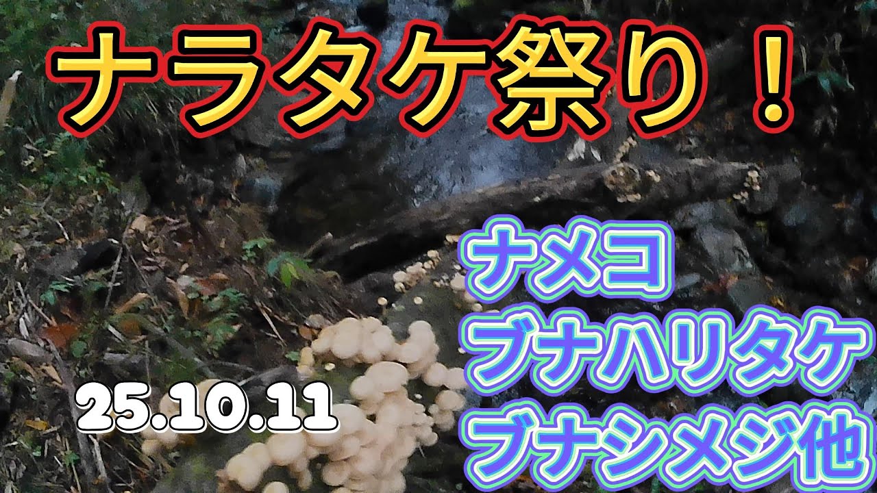 ナラタケ祭り　#もだし #モダシ #ぼりぼり #ボリボリ #ツバタケ #ブナシメジ #ブナハリタケ #ツキヨダケ #ヌメリスギタケ #キノコ狩り