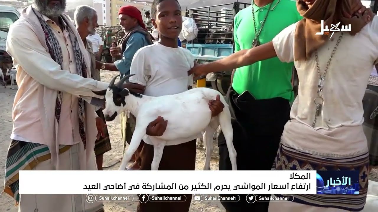ارتفاع أسعار المواشي في #المكلا يحرم الكثير من المشاركة في اضاحي العيد