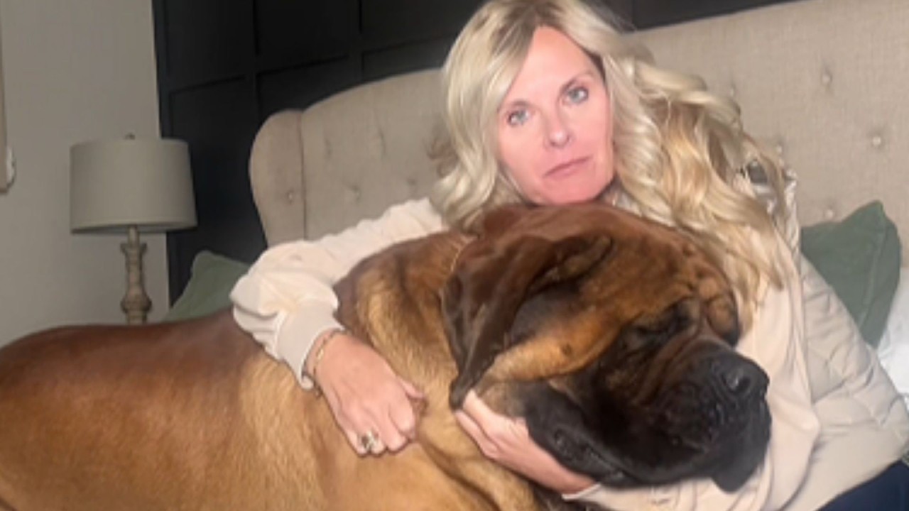 TWO 180LB ENGLISH MASTIFFS WRAPPED AROUND A SICK WOMAN AT 214 AM — AND SHE FINALLY FELT SAFE FOR THE