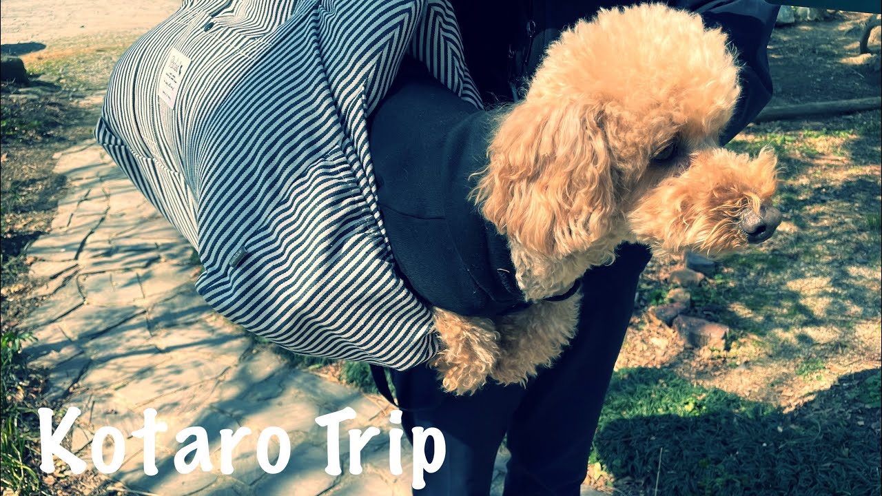 ▶︎九州【福岡・うきは市】愛犬と巡る1泊2日の旅｜ペットと泊まれる温泉｜源泉掛け流し｜筑後川温泉｜わんことお出かけ｜ふくせんか｜夢語寄家｜リバーワイルド