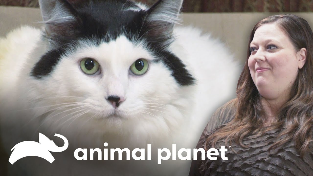 Um gato viciado em comida | Meu Gato Endiabrado | Animal Planet Brasil