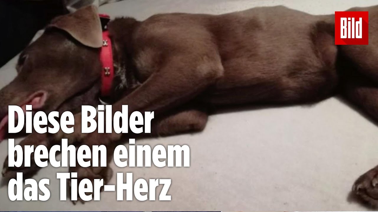 Hilfe kam in letzter Sekunde: Kleiner Hund misshandelt und fast verhungert ausgesetzt