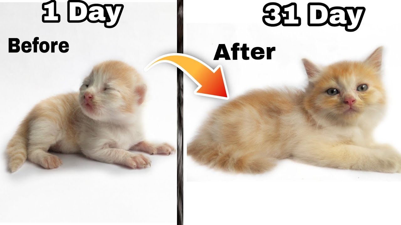 How do persian cats grow ? 🔥 | persian cat growth stages | persian kitten time lapse
