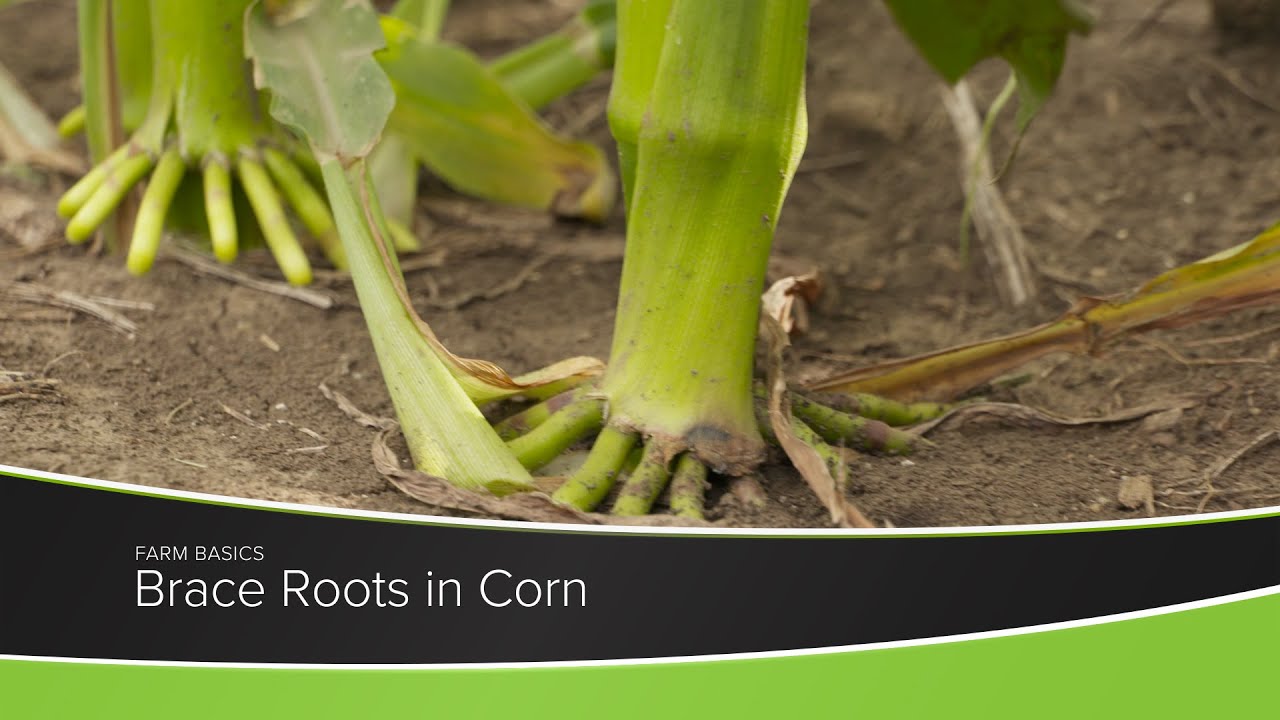 Brace Roots in Corn