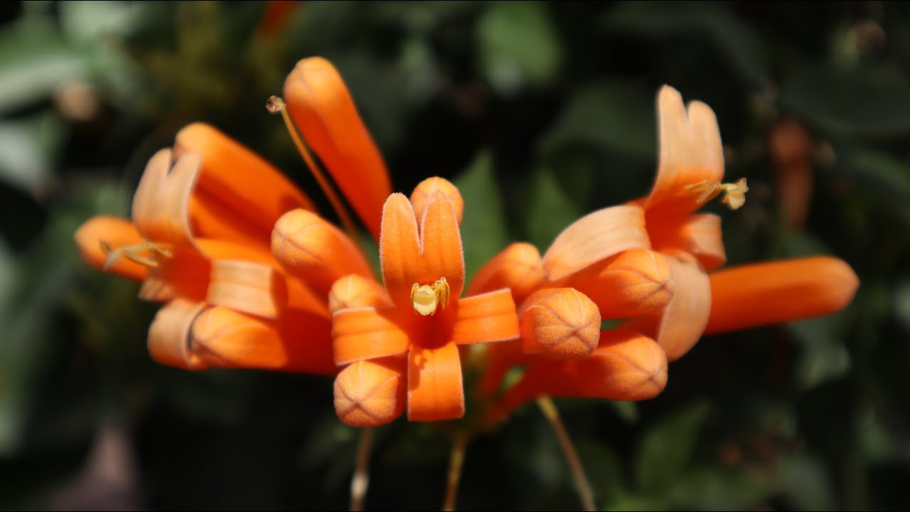 Pyrostegia venusta - Liana de Fuego - Bignonia de Invierno - Flor de San Juan - Trompetero Naranja