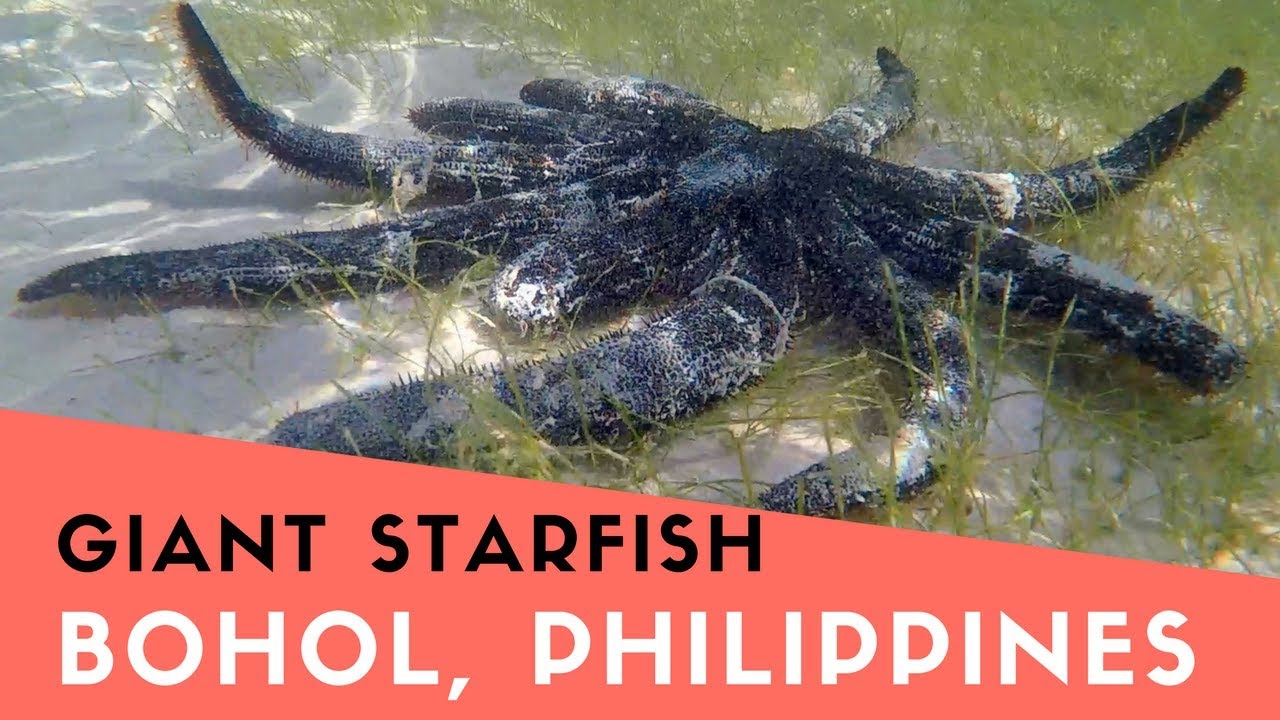 Giant Starfish Discovered in Bohol Philippines