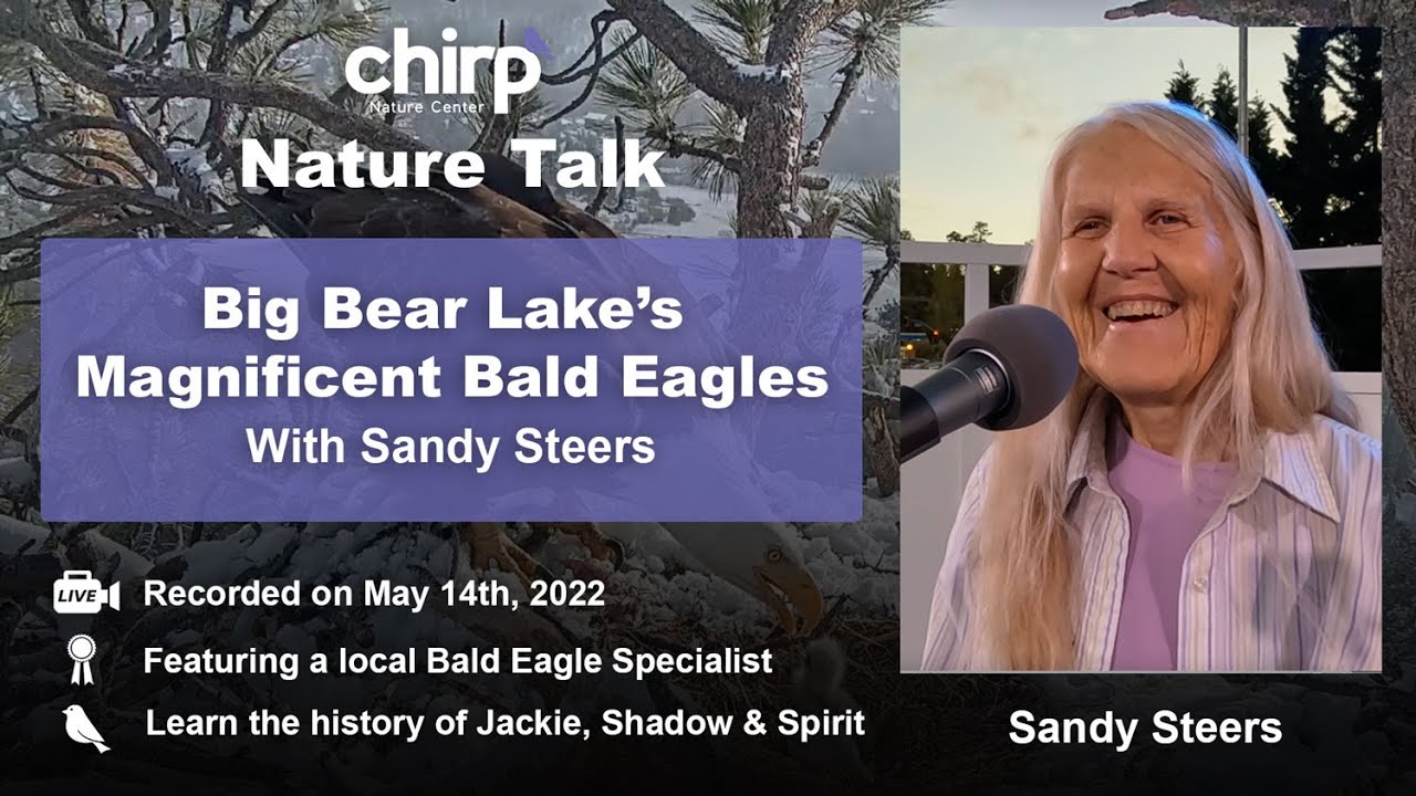 Big Bear Lake's Magnificent Bald Eagles with Sandy Steers | Chirp's Nature Talk 2022