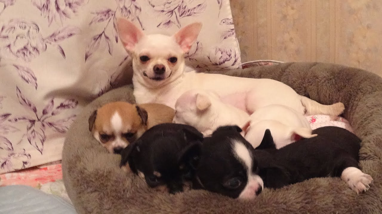 Чем кормить щенков чихуахуа в 1 месяц/ Помет Б/Серия 4