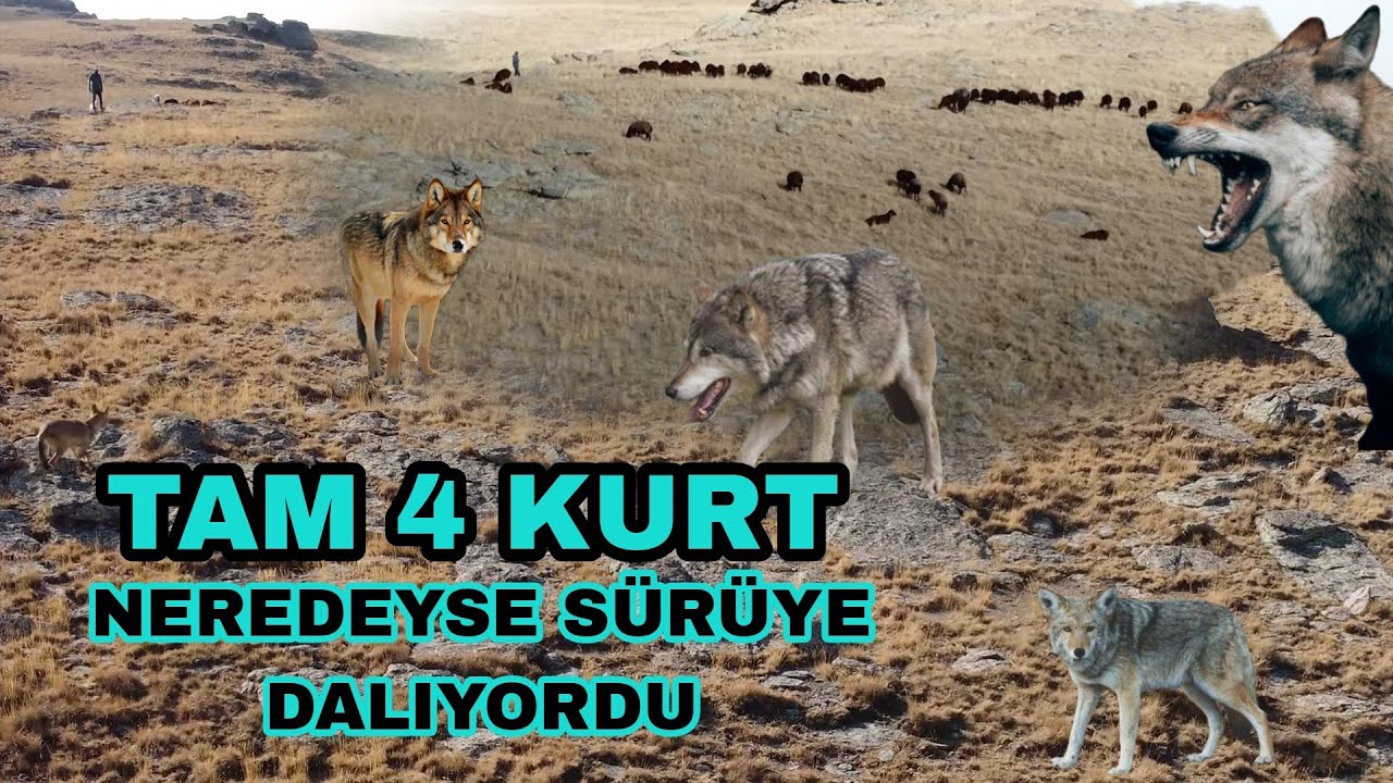 KURTLAR KUZU SÜRÜSÜNE DALIYORDU