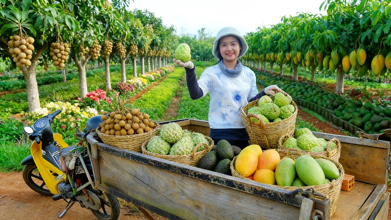 Harvest Custard Apples, Longan, Mangoes, Avocados, Guavas – Sell At The Market – Peaceful Rural Life