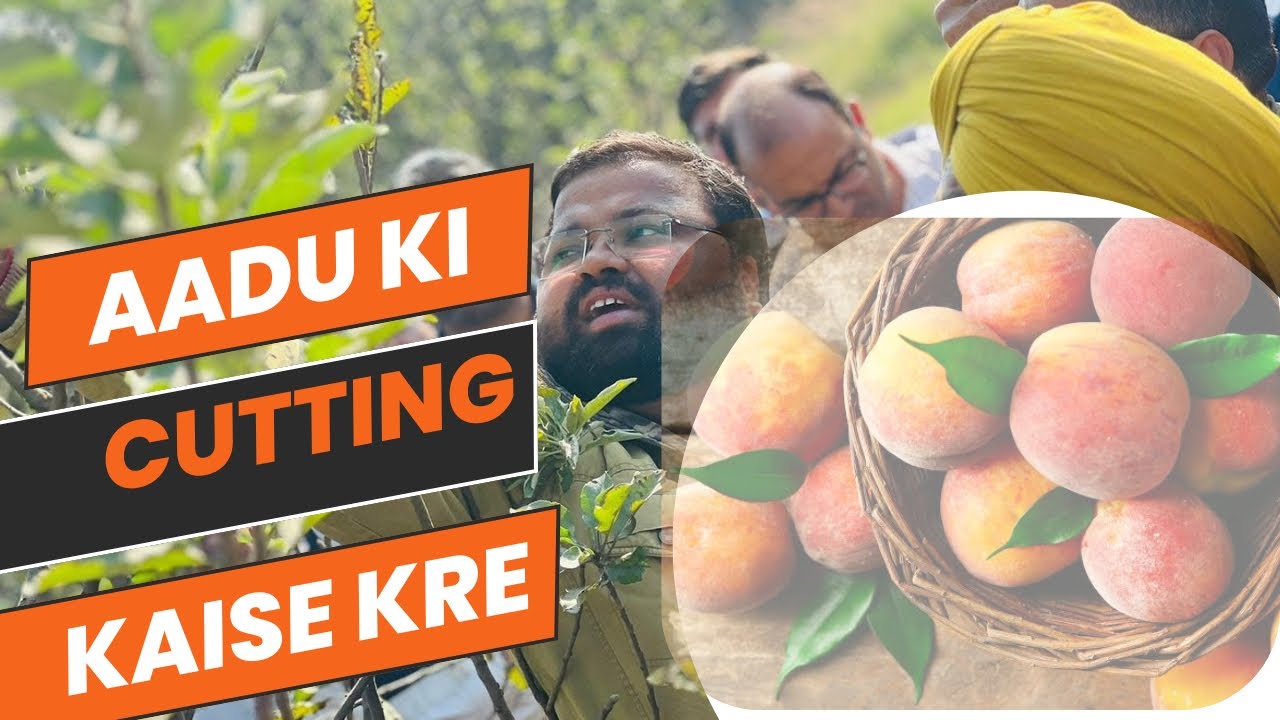 Peach pruning/cutting!आड़ू की कटिंग कैसे कैरे पूरी जानकारी ! यह वाली जानकारी कैसी ने भी नहीं दी होगी