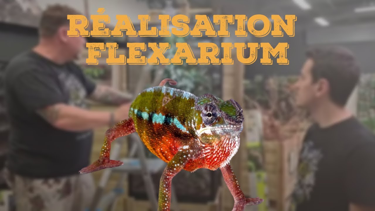 TUTO INSTALLATION CAMELEON (réalisation d'un flexarium de A à Z !) - Rediffusion live 15/06/2021