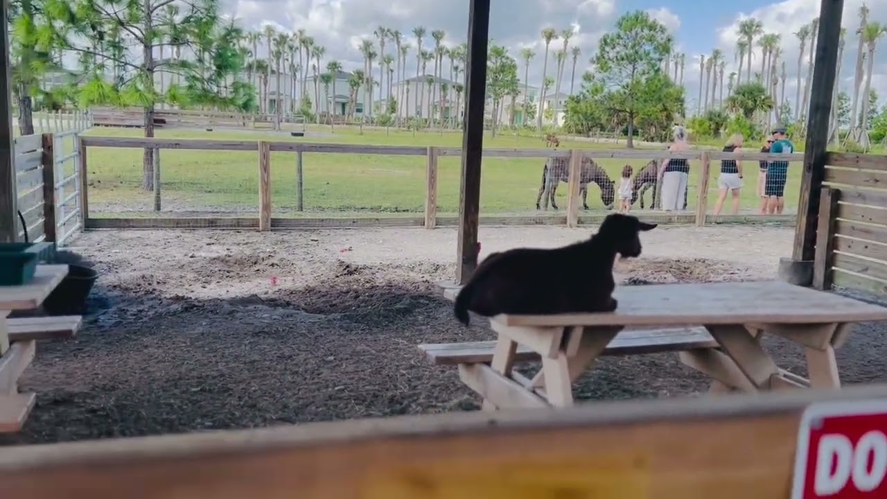 Harris Establishment farms in Palm Bay ,Florida 🎃🐄🐐