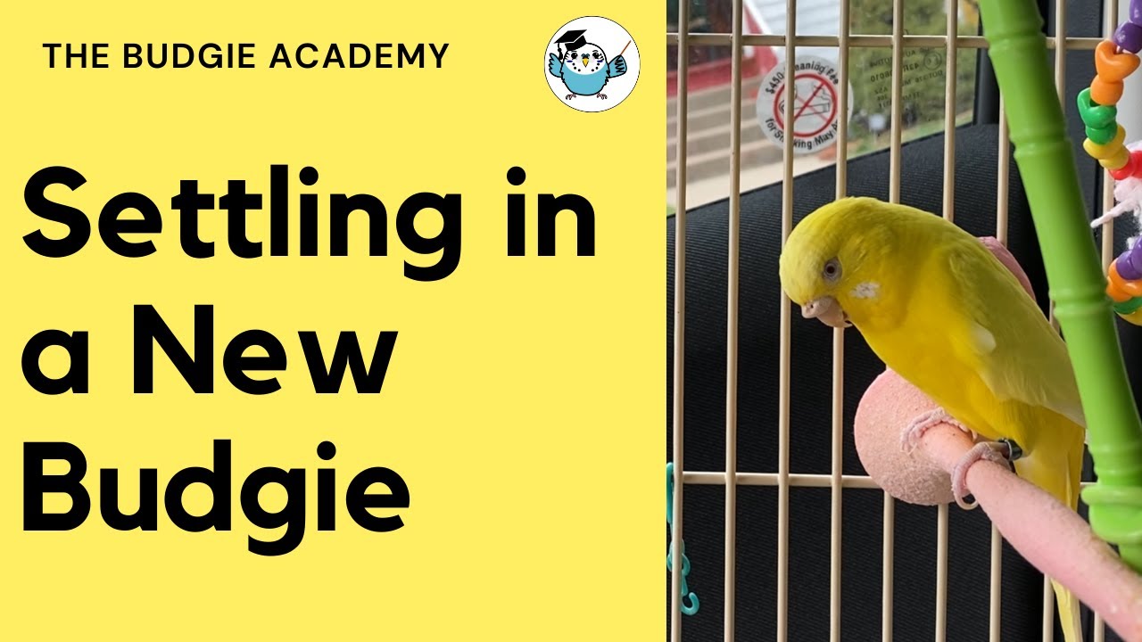 Bringing Home a New Budgie! First 3 days with TritC