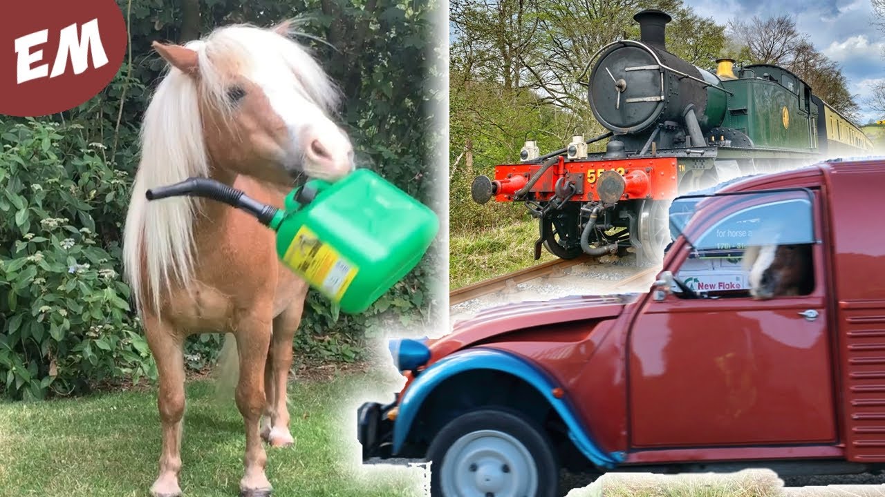 Manes, Trains and Automobiles - (Cute & Funny Ponies Compilation)
