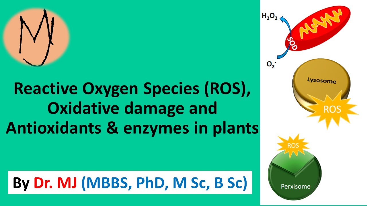 Reactive oxygen species ROS, oxidative stress, antioxidant system @DoctorTutors