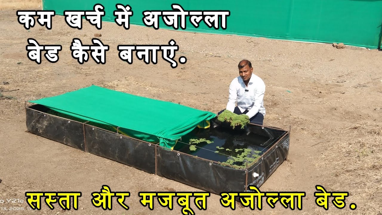 सस्ता और मजबूत अजोल्ला बेड कैसे बनाएं | कम खर्च में Azolla Bed पूरी जानकारी.
