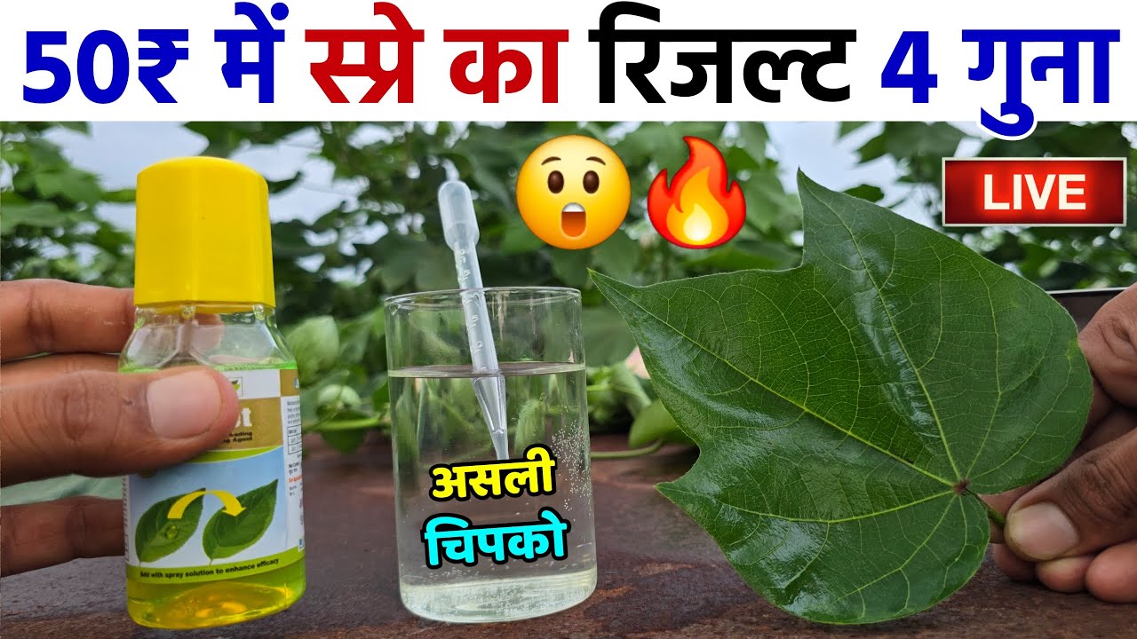 स्प्रे का रिजल्ट 4 गुना कैसे करें | असली चिपको की पहचान कैसे करें | silicon chipko / spreader
