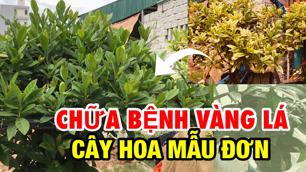 Chữa bệnh v&agrave;ng l&aacute; cho c&acirc;y mẫu đơn -Trung ki&ecirc;n garden, x&atilde; Xu&acirc;n Quan, Văn Giang, Hưng y&ecirc;n 0977999046
