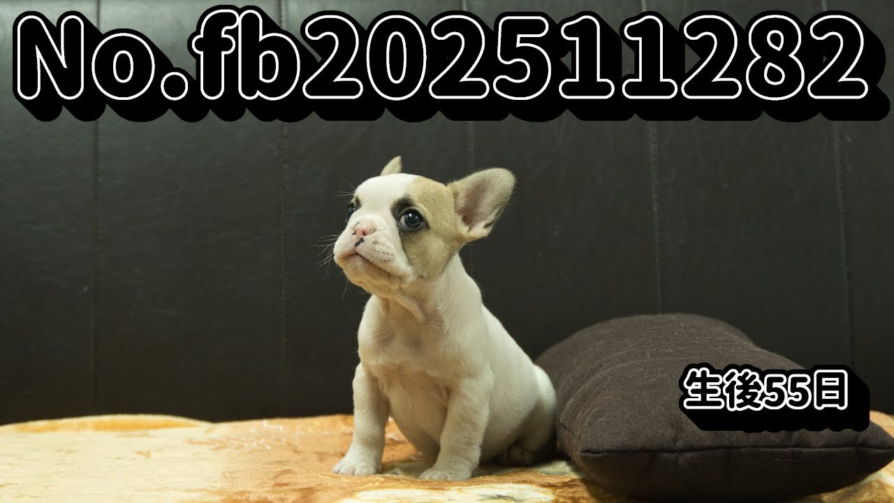 フレンチブルドッグの子犬販売 No.fb202511282静岡県浜松市のブリーダー 2025年11月28日生 1月22日現在