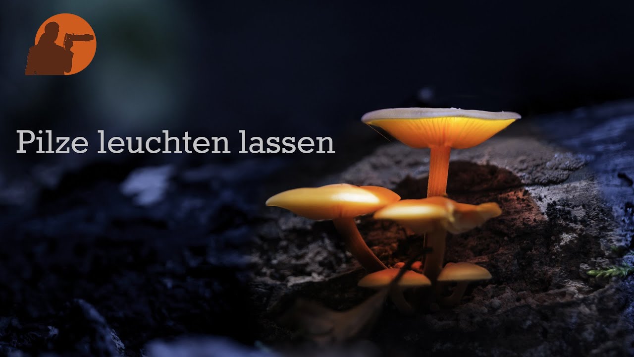 Pilze zum leuchten bringen