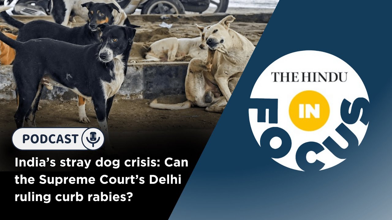 India&rsquo;s stray dog crisis: Can the Supreme Court&rsquo;s Delhi ruling curb rabies?&nbsp;