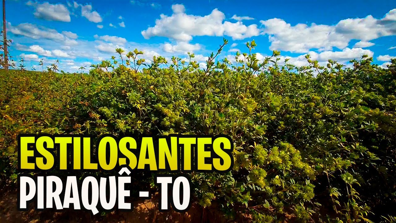 ESTILOSANTES CAMPO GRANDE EM PIRAQUÊ - TO, RECUPERANDO SOLOS.