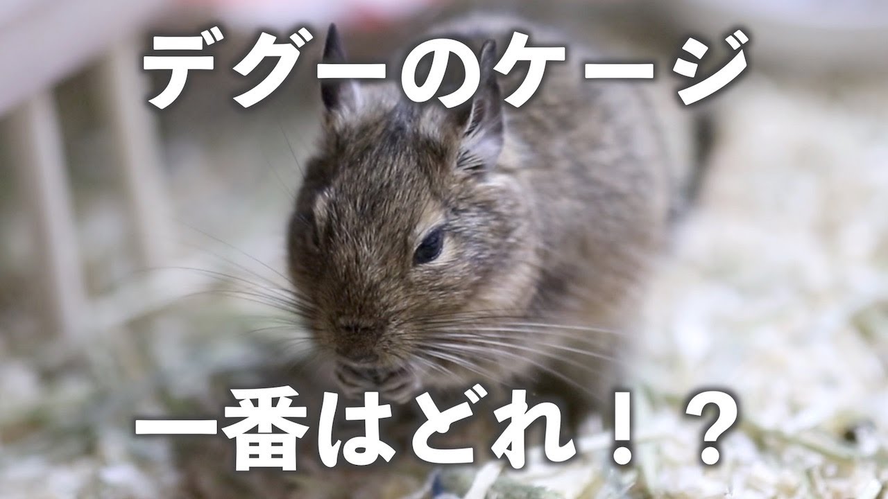 デグー(degu)のケージ！メリットデメリットを解説！一番いいのはどれなの！？