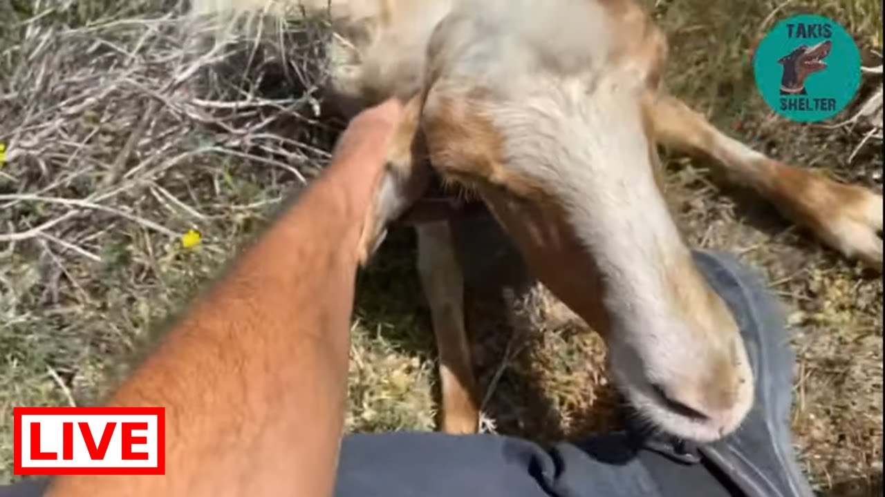 I was out with my dogs and I found a blind sheep - Takis Shelter