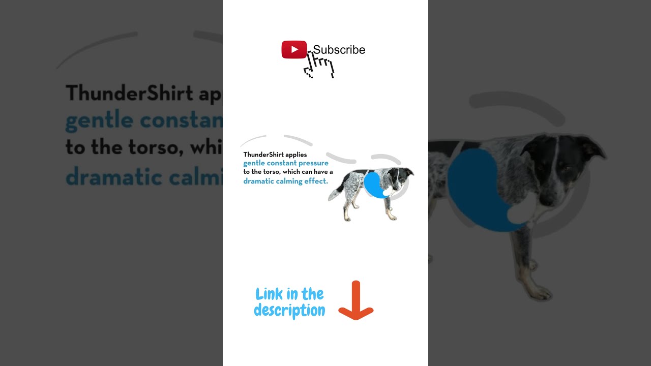 THE BEST TREATMENT FOR DOG ANXIETY 