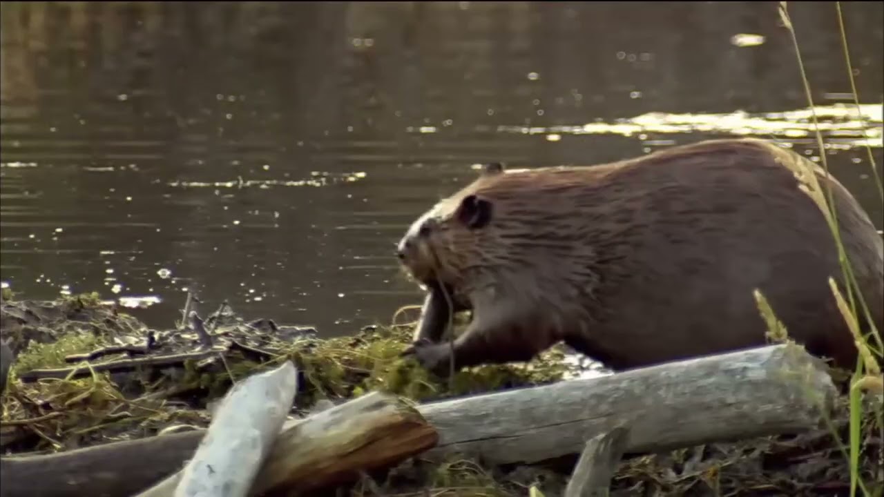 Jak bobry budują tamy?