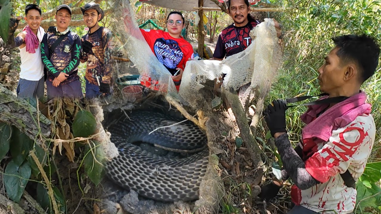 DAMBUHALANG SAWA SA CALASIAO | JUMBO COBRA HULI KAY  SUPER KOKOK | SAM TUKLAW | RUFFA MAE TUKLAW