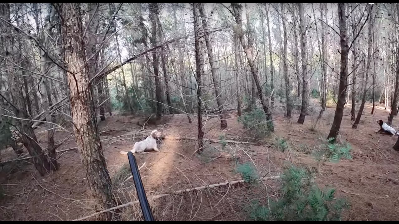 Caccia alla beccaccia: Beccaccia nel pineto-chasse à la bécasse-охота на вальдшнепа-woodcock hunting