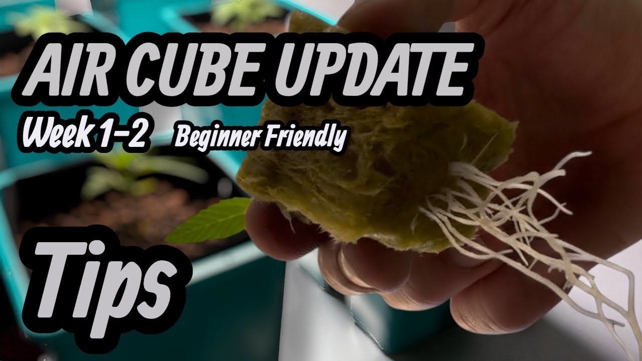 Система Grow Ace Air Cube 6 Site System &mdash; подходит для начинающих &mdash; советы по гидропонике