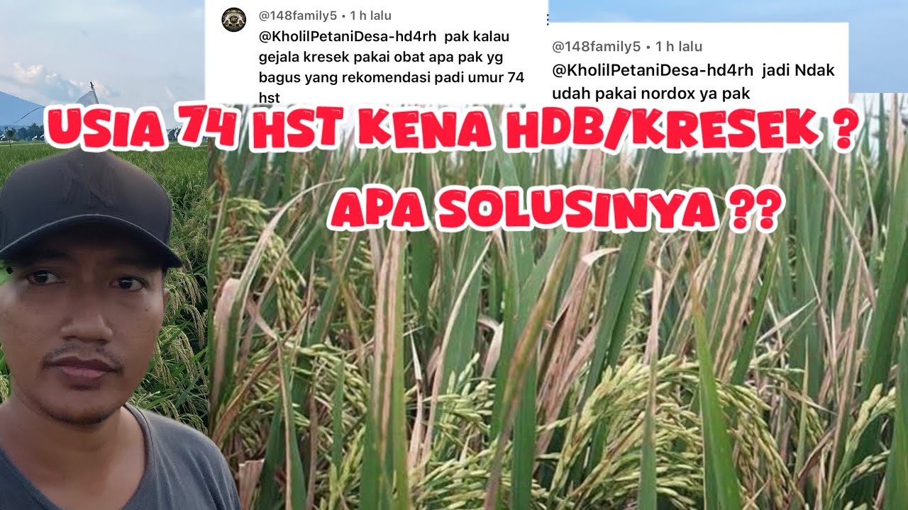 Mengatasi Penyakit Kresek Padi / Padi Usia 74 Hst Terserang HDB Atau Kresek Apa Solusinya ?